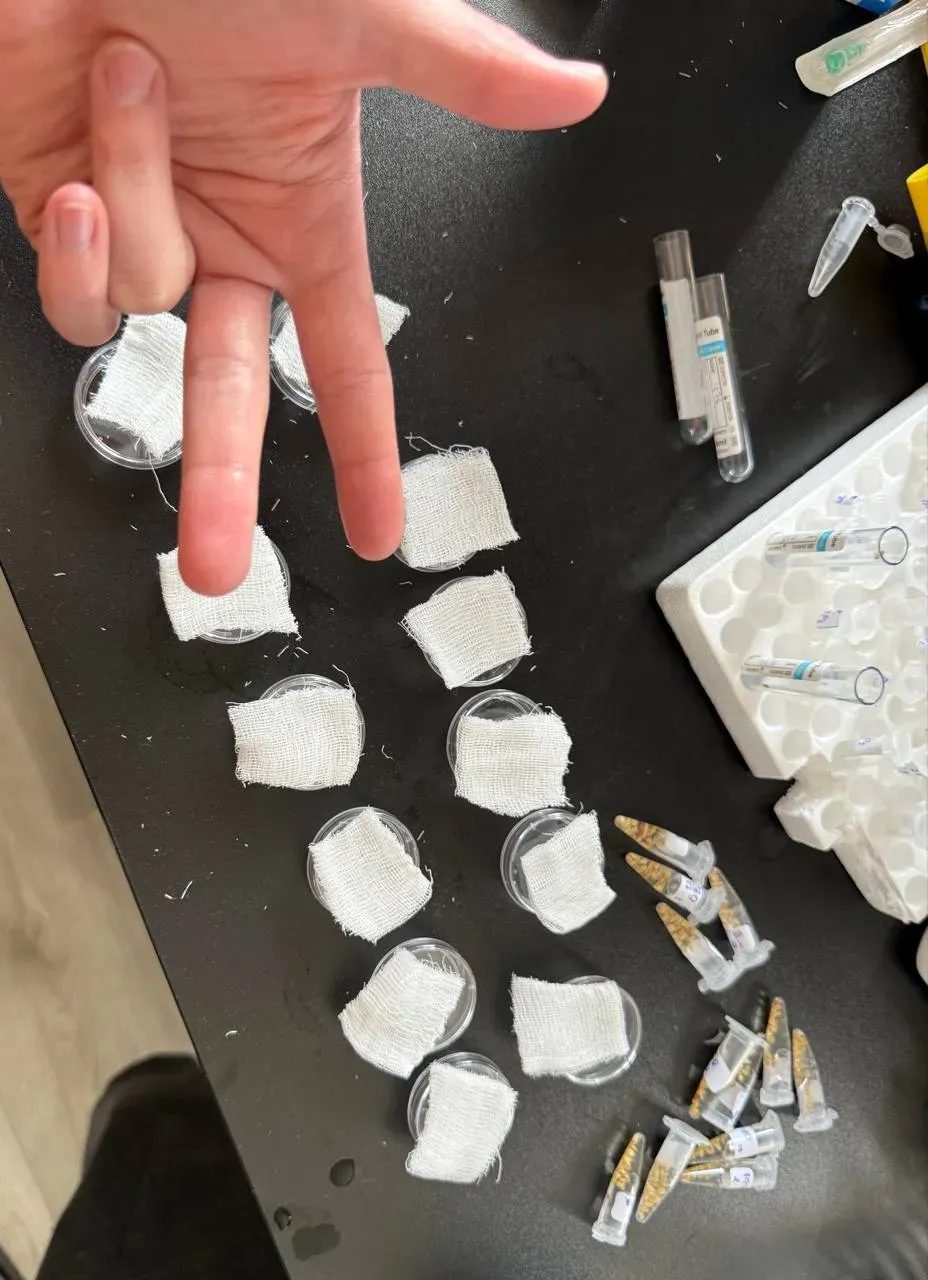 Seed germination experiment