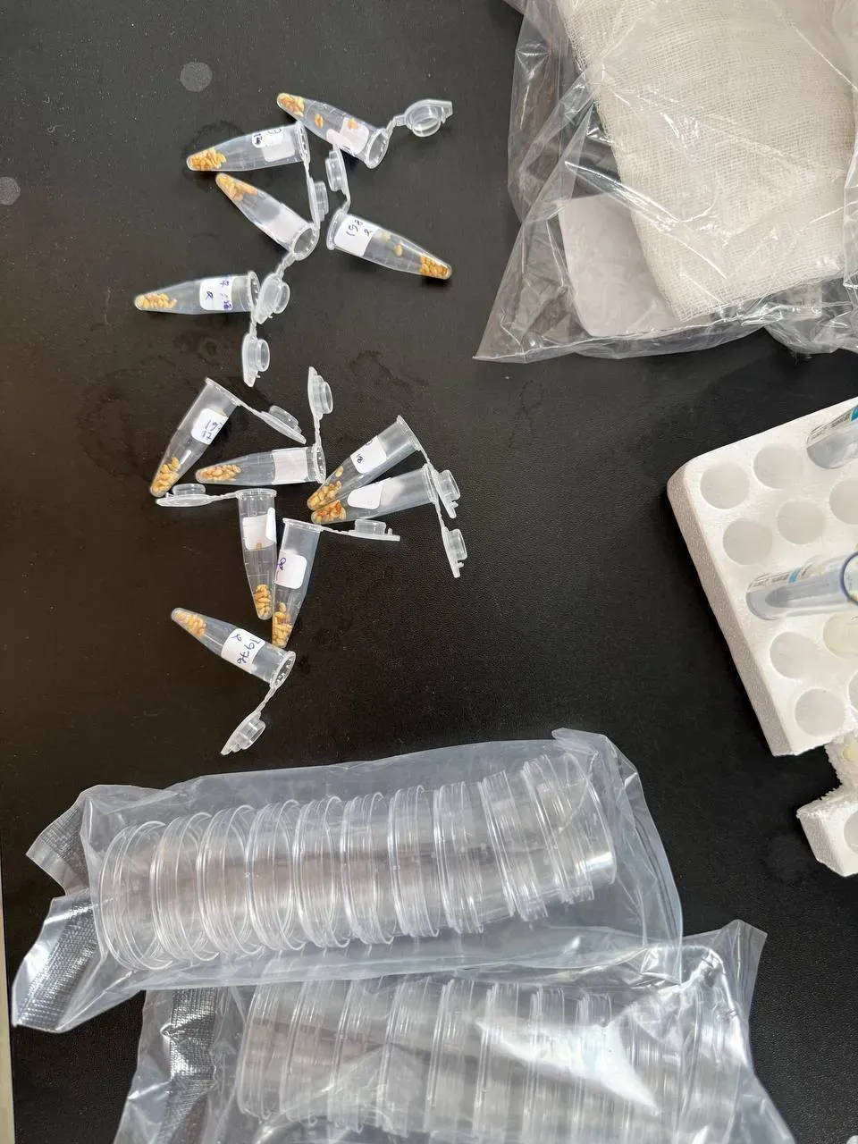 Substrate comparison