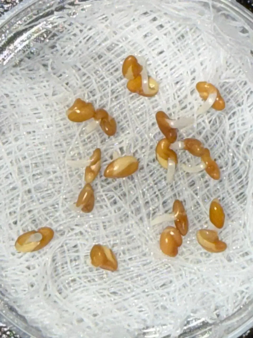 Harvest results comparison