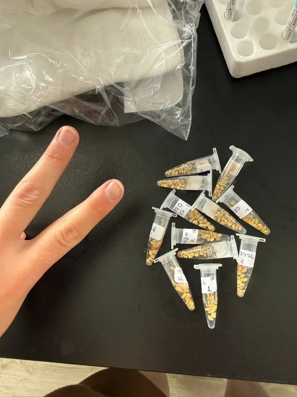 Hydroponic setup with treated water