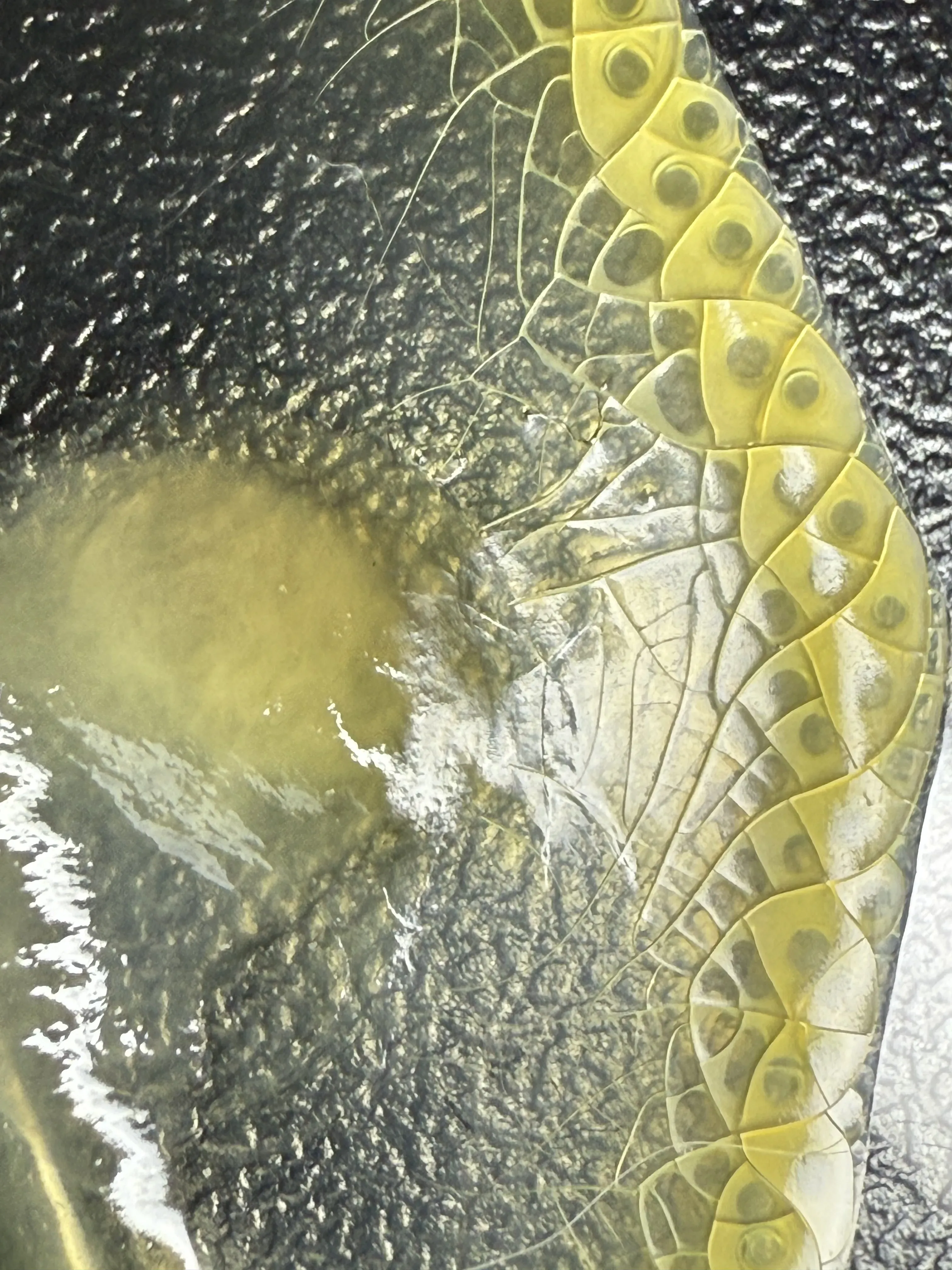 Laboratory flask with plasma