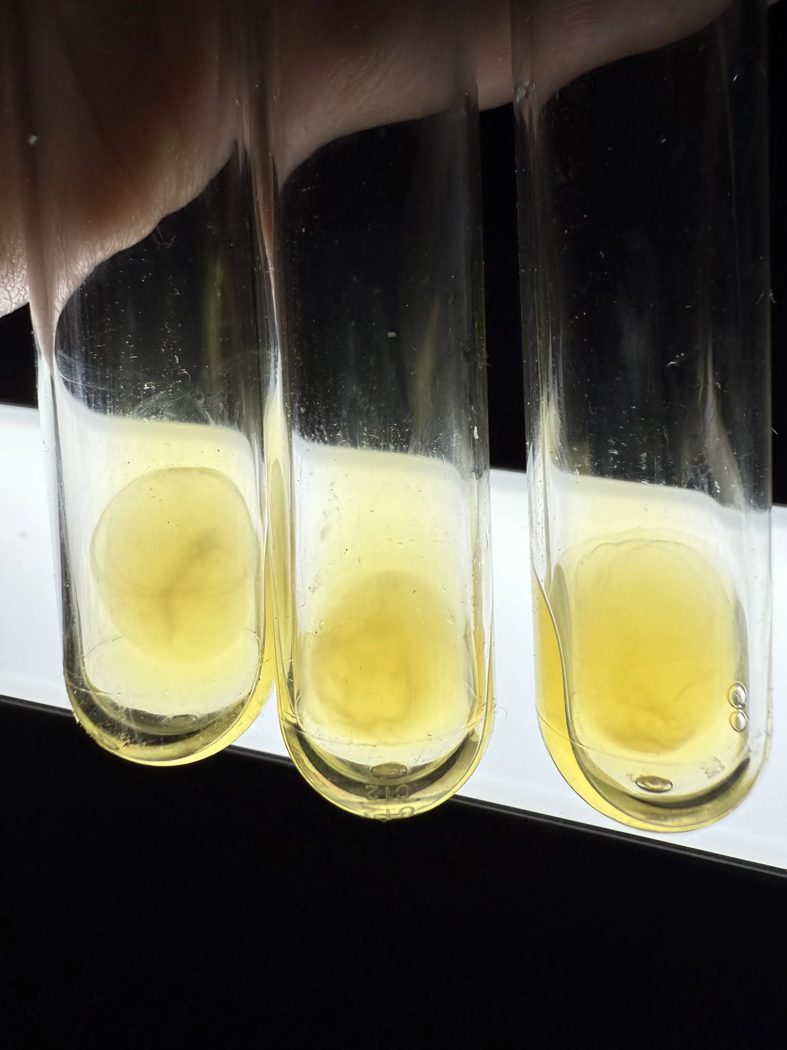 Test tubes rack with samples