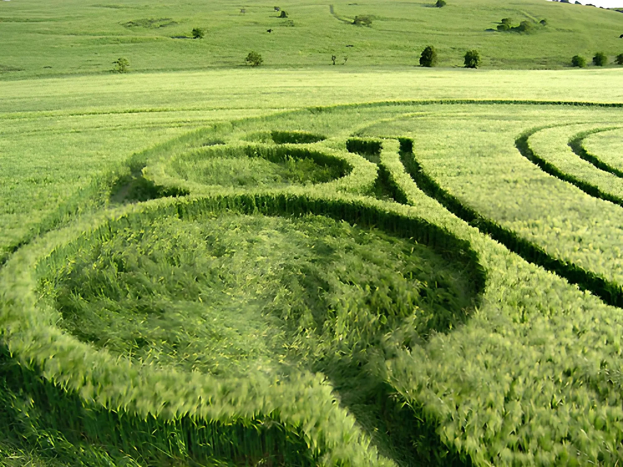 Hyperbolic Field Agriculture Study