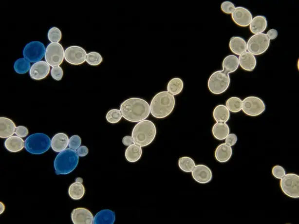 Hyperbolic Field Saccharomyces Cerevisiae Study